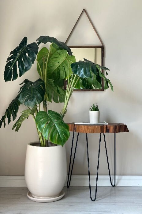 Armut Saksı Tabaklı Yükseklik:32cm Çap:26cm