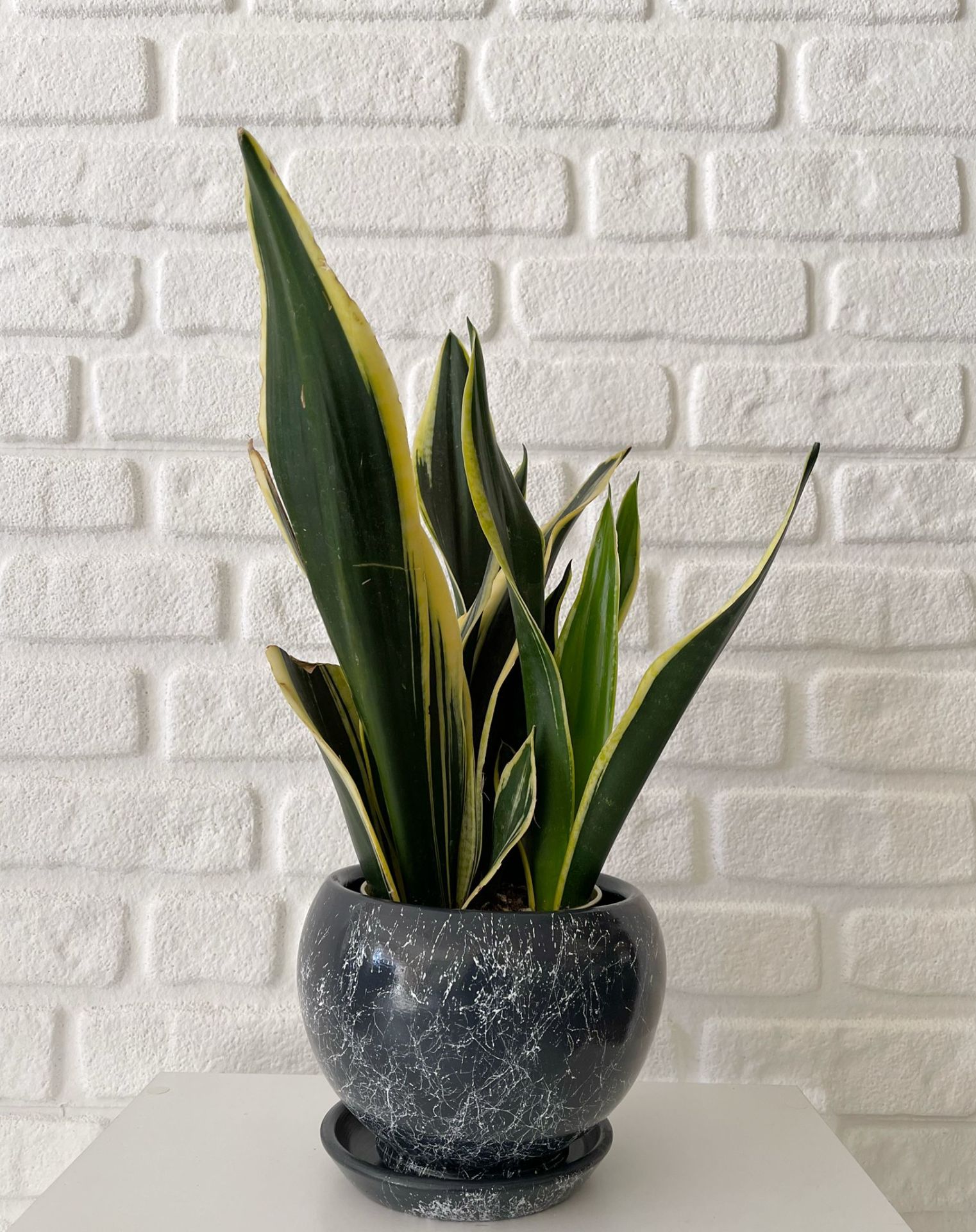 3 Litre Küre Saksı Tabaklı Yükseklik: 14cmX Çap: 14cm Mia Seri