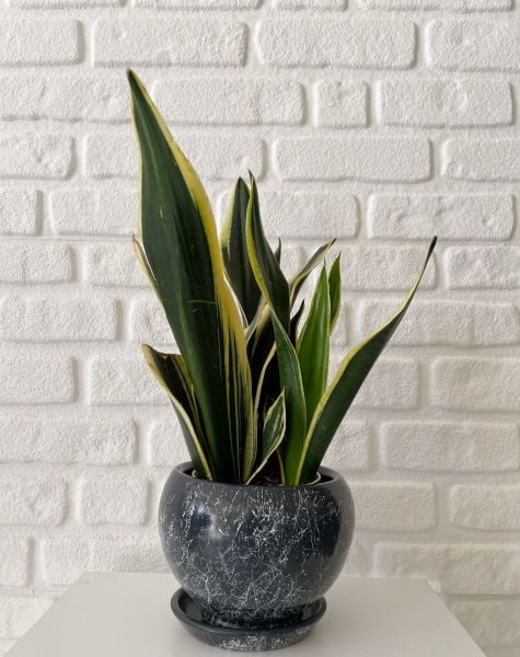 5 Litre Küre Saksı Tabaklı Yükseklik: 14cmX Çap: 14cm Mia Seri