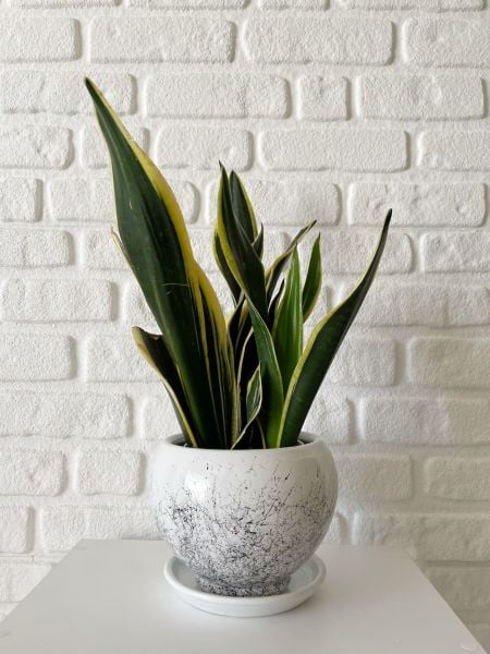 3 Litre Küre Saksı Tabaklı Yükseklik: 14cmX Çap: 14cm Mia Seri