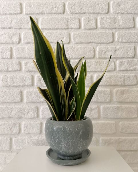 3 Litre Küre Saksı Tabaklı Yükseklik: 14cmX Çap: 14cm Mia Seri