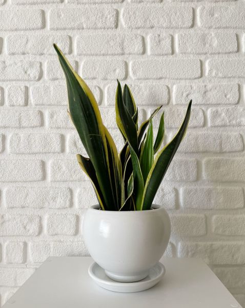 5 Litre Küre Saksı Tabaklı Yükseklik: 14cmX Çap: 14cm