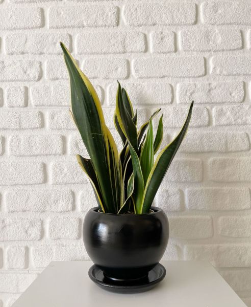 3 Litre Küre Saksı Tabaklı Yükseklik: 14cmX Çap: 14cm