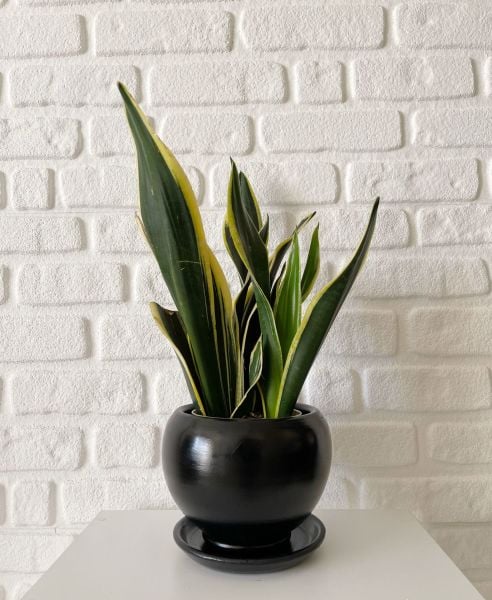 5 Litre Küre Saksı Tabaklı Yükseklik: 14cmX Çap: 14cm