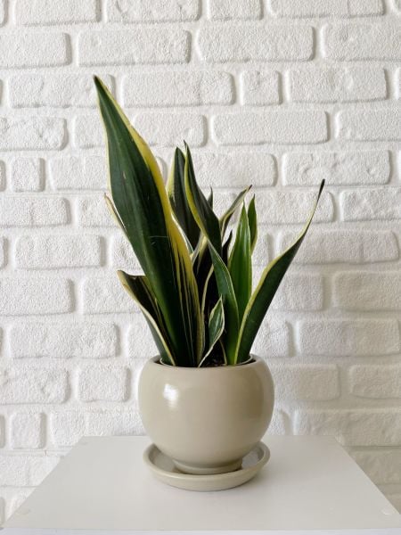 Küre Saksı Tabaklı Yükseklik: 14cmX Çap: 14cm