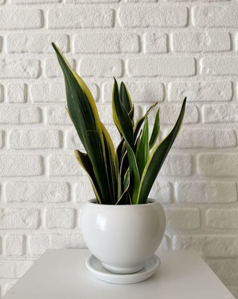 8 Litre Küre Saksı Tabaklı Yükseklik: 16cmX Çap: 16cm