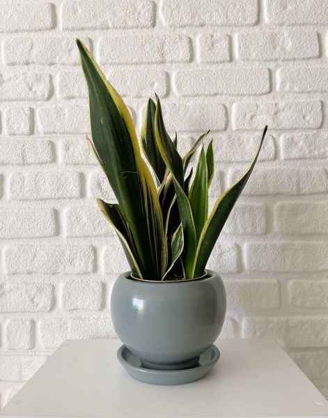 8 Litre Küre Saksı Tabaklı Yükseklik: 16cmX Çap: 16cm