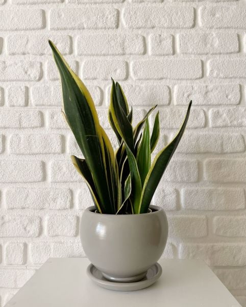 8 Litre Küre Saksı Tabaklı Yükseklik: 16cmX Çap: 16cm