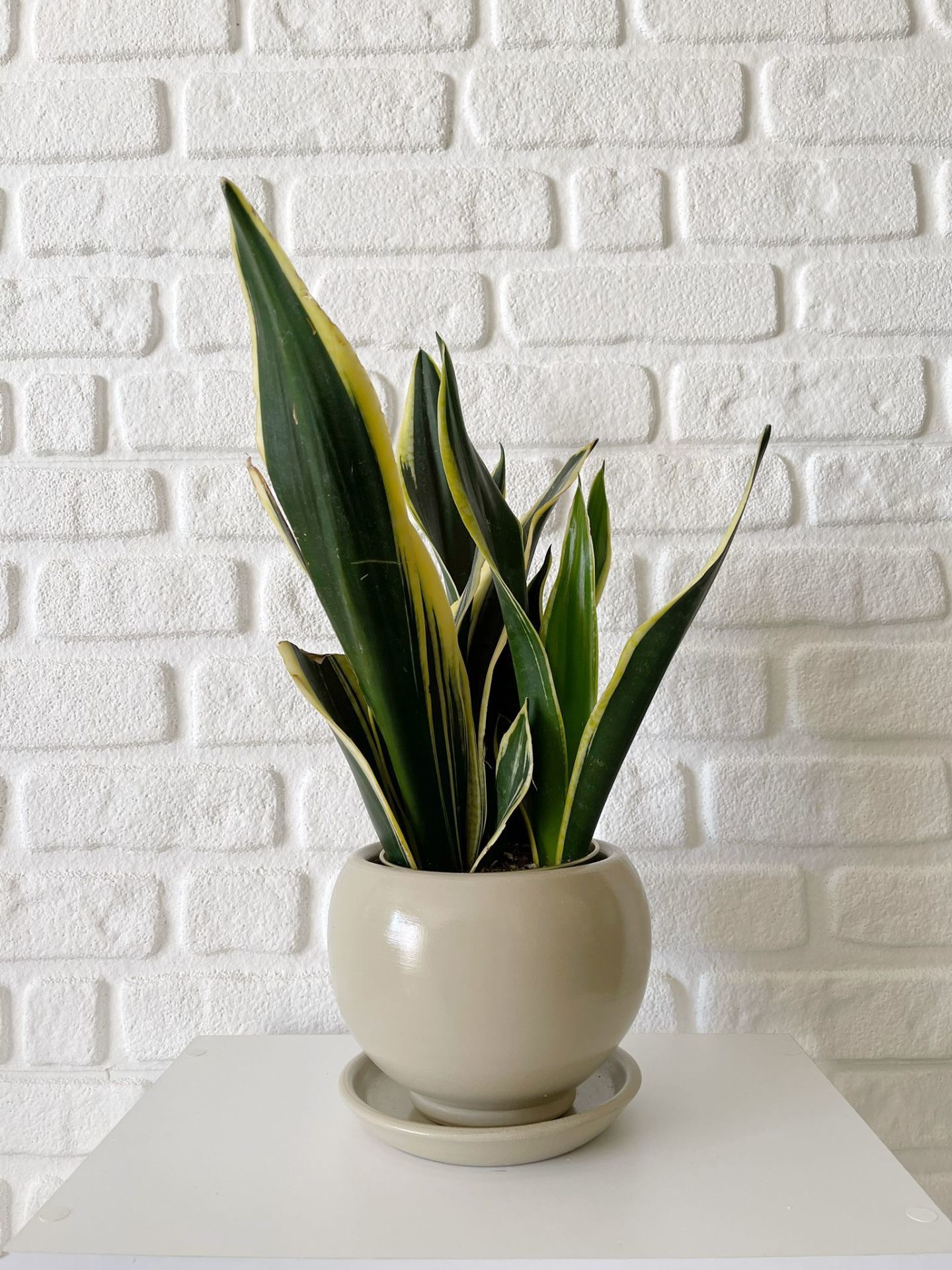5 Litre Küre Saksı Tabaklı Yükseklik: 16cmX Çap: 16cm