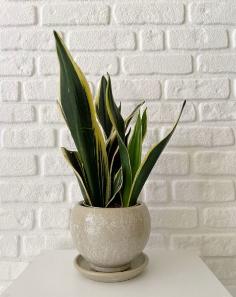 8 Litre Küre Saksı Tabaklı Yükseklik: 16cmX Çap: 16cm Mia Seri