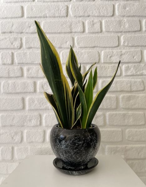 8 Litre Küre Saksı Tabaklı Yükseklik: 16cmX Çap: 16cm Mia Seri