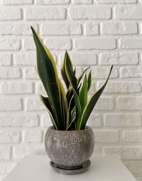 5 Litre Küre Saksı Tabaklı Yükseklik: 16cmX Çap: 16cm Mia Seri