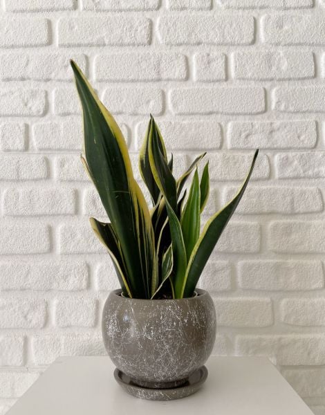 8 Litre Küre Saksı Tabaklı Yükseklik: 16cmX Çap: 16cm Mia Seri