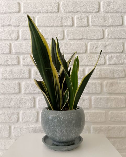 5 Litre Küre Saksı Tabaklı Yükseklik: 16cmX Çap: 16cm Mia Seri