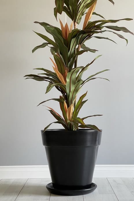 Kalın Dudaklı Konik Saksı Tabaklı Yükseklik:30cm Çap:32cm