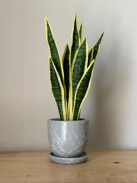 5 Litre Klasik Saksı Tabaklı Yükseklik: 17cmX Çap: 19cm Mia Seri