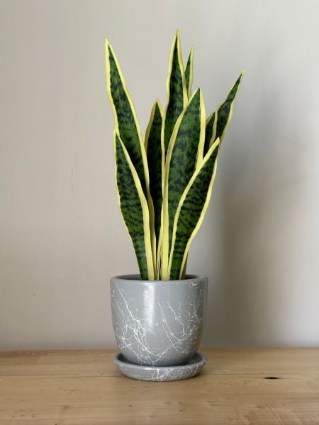 5 Litre Klasik Saksı Tabaklı Yükseklik: 17cmX Çap: 19cm Mia Seri