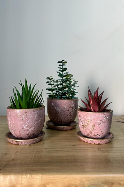 Klasik Saksı 3lü Kaktüs Seti Lily Seri