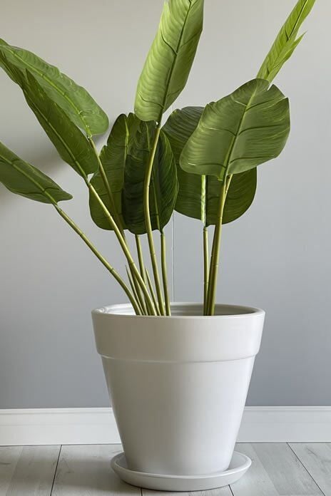 Kalın Dudaklı Konik Saksı Tabaklı Yükseklik:30cm Çap:32cm