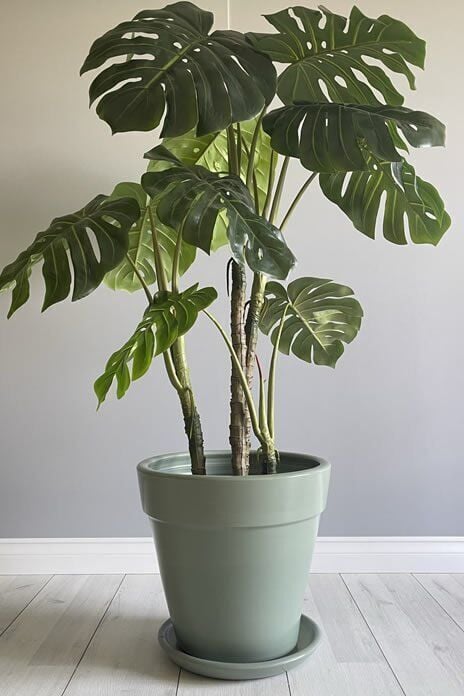 Kalın Dudaklı Konik Saksı Tabaklı Yükseklik:30cm Çap:32cm