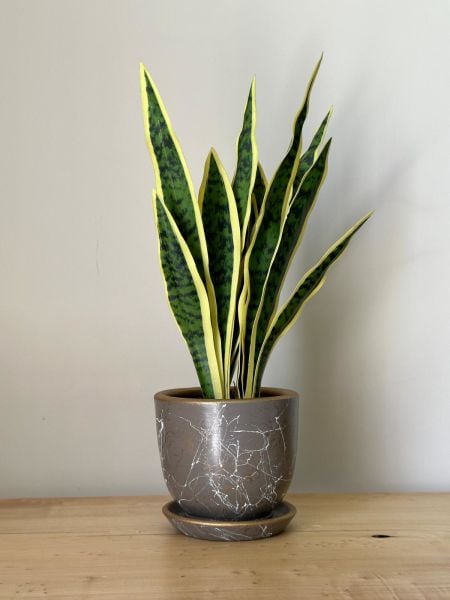 Klasik Saksı Tabaklı Yükseklik: 17cmX Çap: 19cm Lily Seri