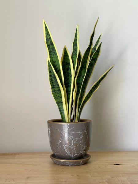 8 Litre Klasik Saksı Tabaklı Yükseklik: 17cmX Çap: 19cm Lily Seri Vizon-Beyaz-Gold