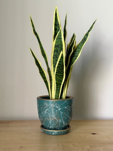 3 Litre Klasik Saksı Tabaklı Yükseklik: 15cmX Çap: 15cm Lily Seri