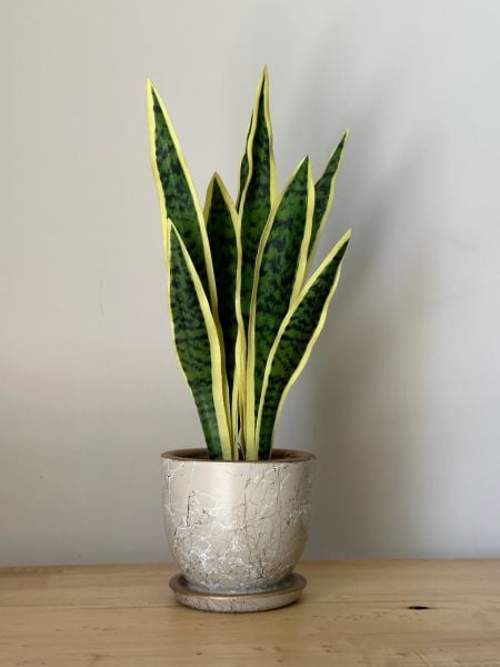 3 Litre Klasik Saksı Tabaklı Yükseklik: 15cmX Çap: 15cm Lily Seri