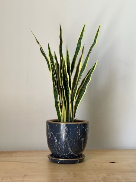 3 Litre Klasik Saksı Tabaklı Yükseklik: 15cmX Çap: 15cm Lily Seri