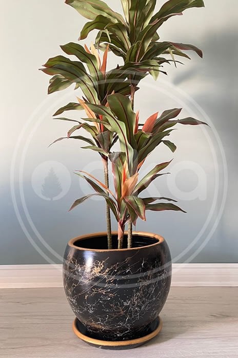 Küre Saksı Lily-  Siyah Beyaz Gold